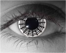 Spider Web